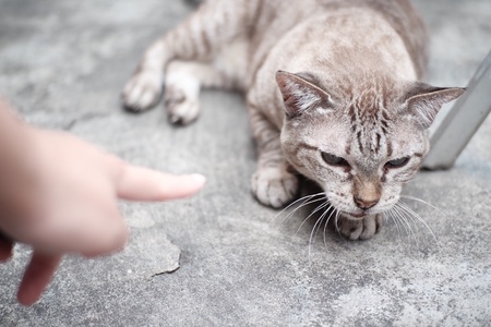 Finger pointing at a catの素材