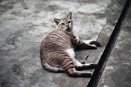 View of a catの素材