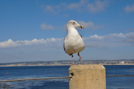 Seagull; Monterey; California; USAの写真素材