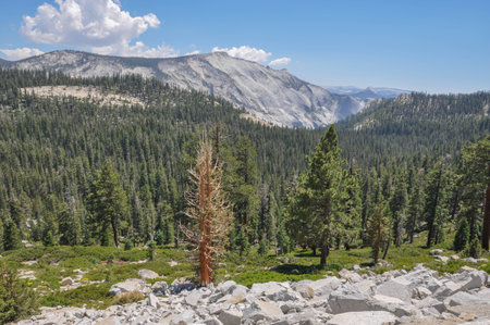 A forest in the Yosemite National Park; California; USAの写真素材