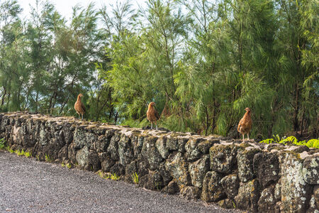 Three young roosters on the wall in Kauai, Hawaii