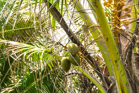 Coconuts on the tree, Hawaii