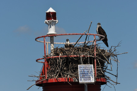 Two fish eagles in the nest along the Saint Lawrence River, Gananoqueの写真素材