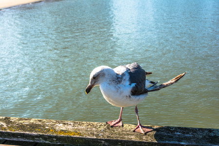 The seagull on a wooden fence