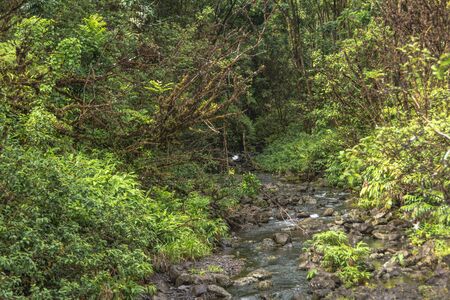 Vegetation along the road to Hana, Maui, Hawaiiの写真素材