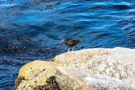 The Black Oystercatcher, Californiaの写真素材
