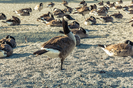 Canada Geese, Del Valle Lake, Californiaの写真素材