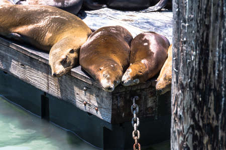 Sea lions on the platform in San Francisco