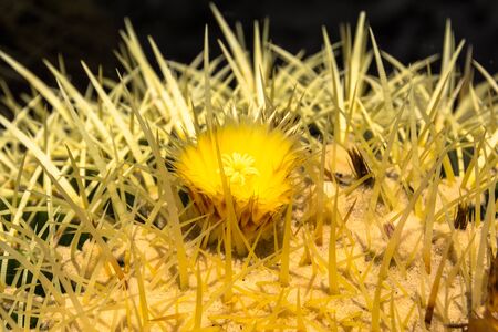 Cactus flower, Californiaの写真素材
