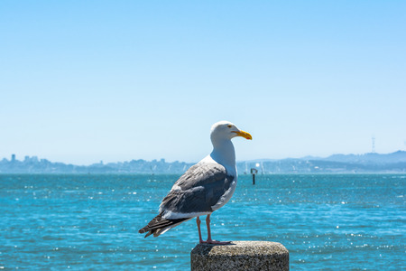The seagull on the pole, Californiaの写真素材
