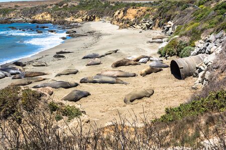 Elephant seals on the beach, Californiaの写真素材