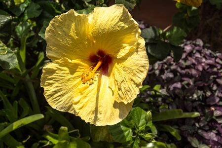 Yellow Hibiscus, Hawaiiの写真素材