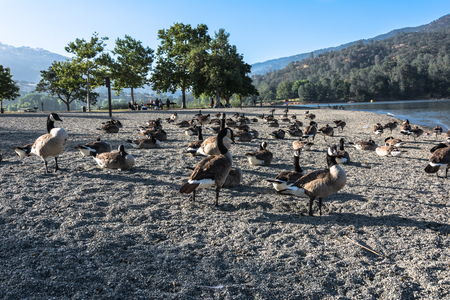 Canadian geese at Lake Del Valle, Californiaの写真素材