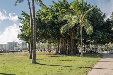 Banyan tree in Waikiki, Oahu, Hawaiiの写真素材