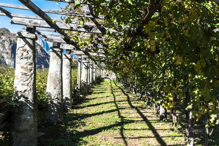 Vineyard in Aosta Valley, Italyの写真素材