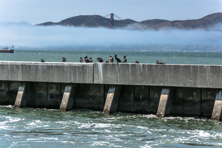 Birds on the breakwater in San Francisco Bay, Californiaの写真素材