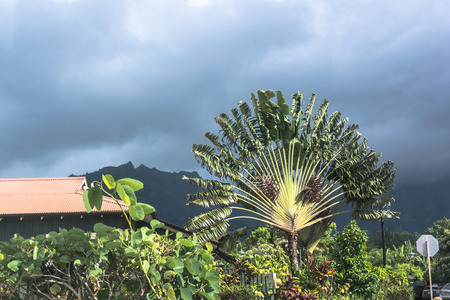 Travellers Palm in Hanalei, Kauai, Hawaiiの写真素材
