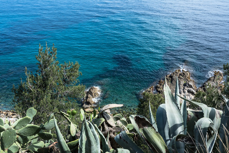 Succulent plants in Sanremo, Italyの写真素材