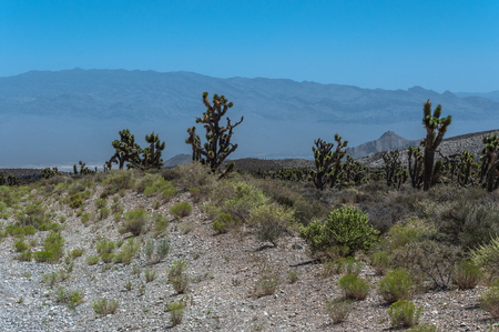 Joshua trees, Mount Charleston, Nevadaの写真素材