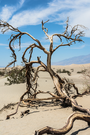 Dead tree in Death Valley, Californiaの写真素材