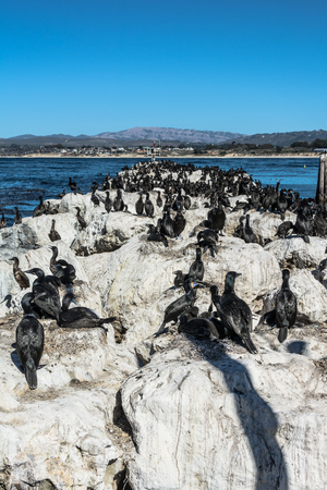 Cormorants on the pier, Monterey, Californiaの写真素材