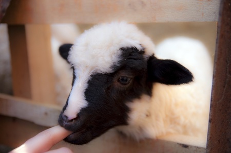 black and white lamb sucking a fingerの写真素材