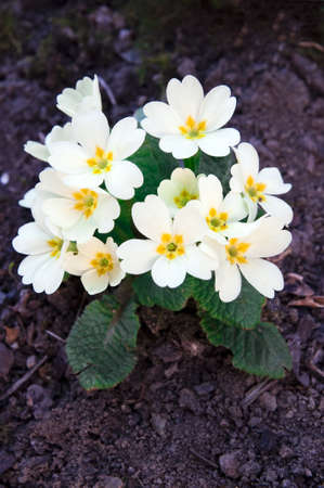 photo of white primrose that grows from the earthの写真素材