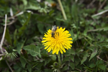 bee collect pollen from dandelionsの写真素材