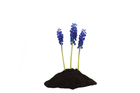 three hyacinths flower isolated on white background