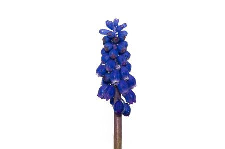 hyacinths flower isolated on white backgroundの写真素材