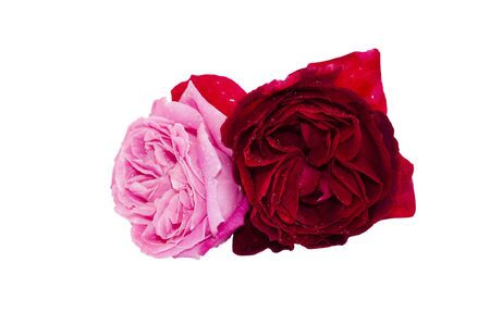 pink and red roses on a white backgroundの写真素材