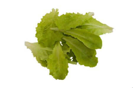 leaf lettuce isolated on white backgroundの写真素材