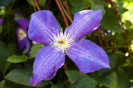 beautiful purple flower photographed in the gardenの写真素材