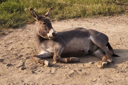 gray donkey roll in the dustの写真素材