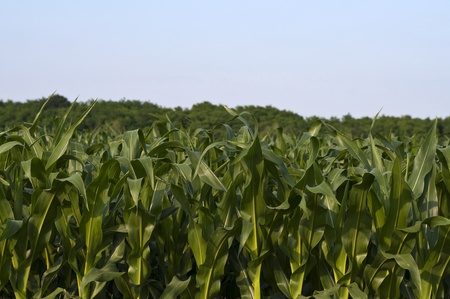 leaves of maize with trees and sky in the background