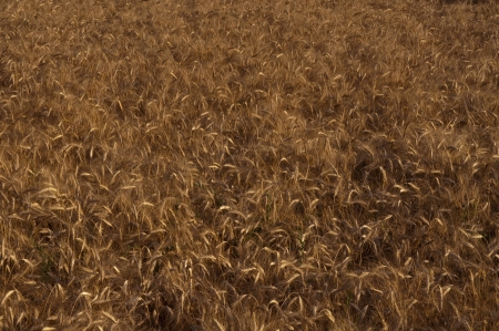 photo oat fields during sunsetの写真素材