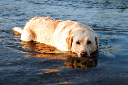 dog lying in the water to cooledの写真素材