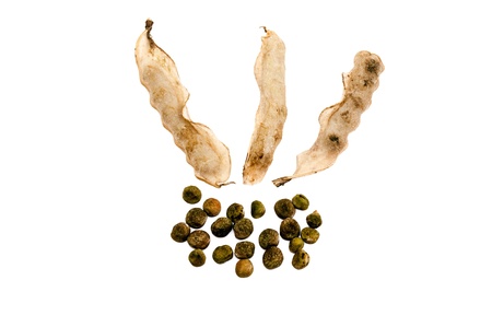 seed for planting peas on white backgroundの写真素材