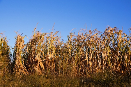 corn stalks after two months without rainの写真素材