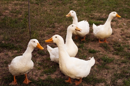 five white duck walking on the grassの写真素材