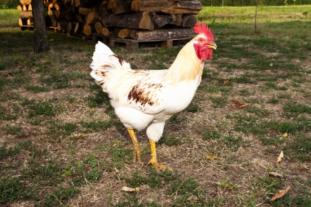 rooster - cock standing in the grassの写真素材