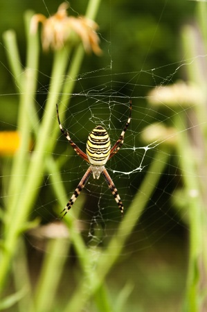 large colorful spider on the webの写真素材
