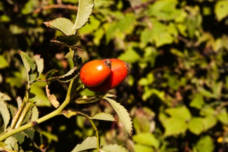 eglantine in the forest with green backgroundの写真素材