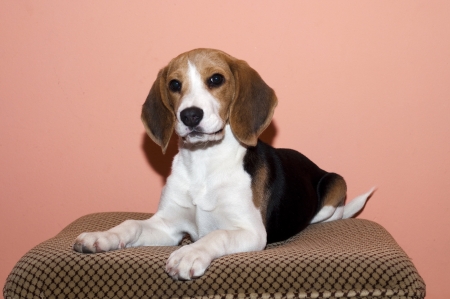 young beagle lying on one part of sofasの写真素材