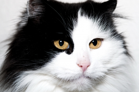portrait of black and white cat with long hairの写真素材