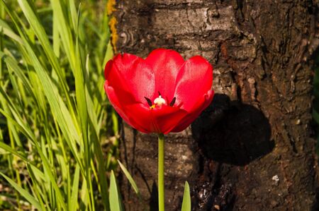 blossomed red tulip with grass and tree in the backgroundの写真素材