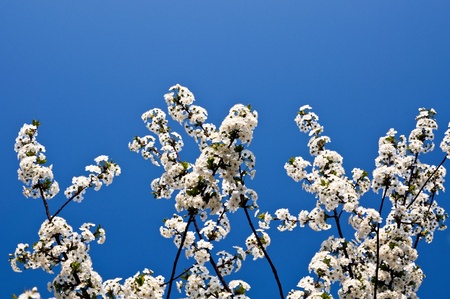 white cherry blossoms with blue sky in the backgroundの写真素材