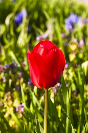 single red tulip with grass in the backgroundの写真素材