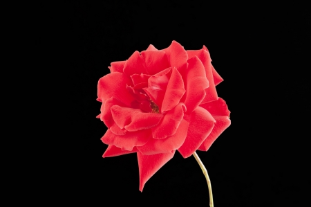 red rose isolated on a black backgroundの写真素材