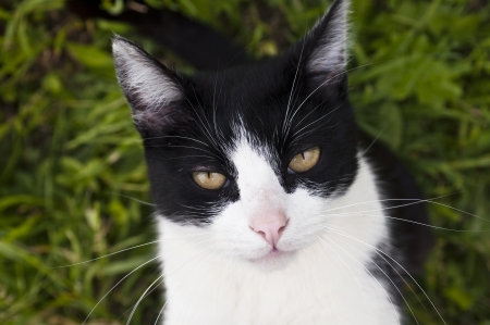 photos of black and white cat, with a focus on the eyesの写真素材